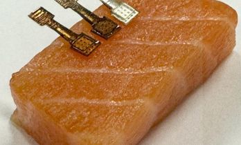 新型传感器可轻松检测鱼新鲜度