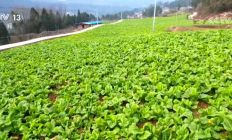 大数据、物联网、传感器 数智化技术推动蔬菜产业高质量发展