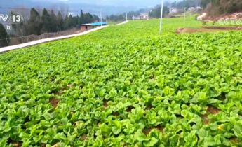 大数据、物联网、传感器 数智化技术推动蔬菜产业高质量发展